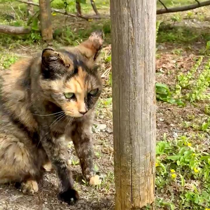 7e032d74 41f4 4515 bc01 dab29ca0eefc 1749178773986