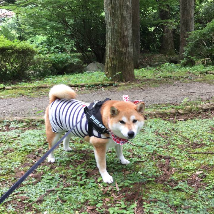 7e0365ec 2df1 4a30 b4dd edb350bfc62e 1531625721322