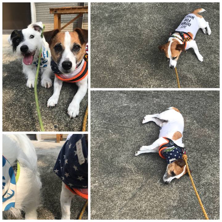 7e0c080a 2d48 4b33 9896 3861f8d5b0c2 1533340482787