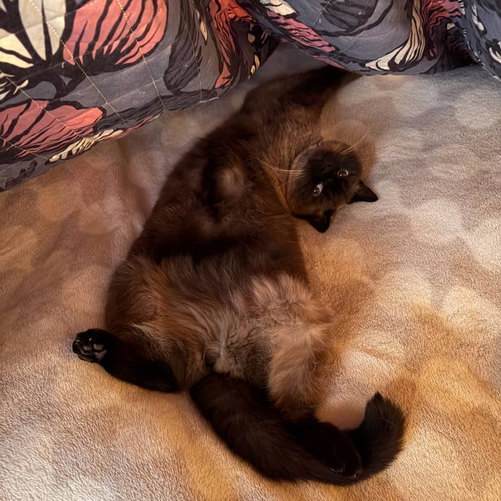 7e0c7379 5f00 4427 a68e 1c0e7a0cfbbc 1766279670640