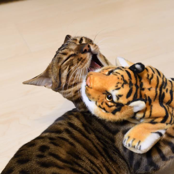 7e0e7398 c5dd 49d5 8a4b 7b7f54c1ff23 1511965337788