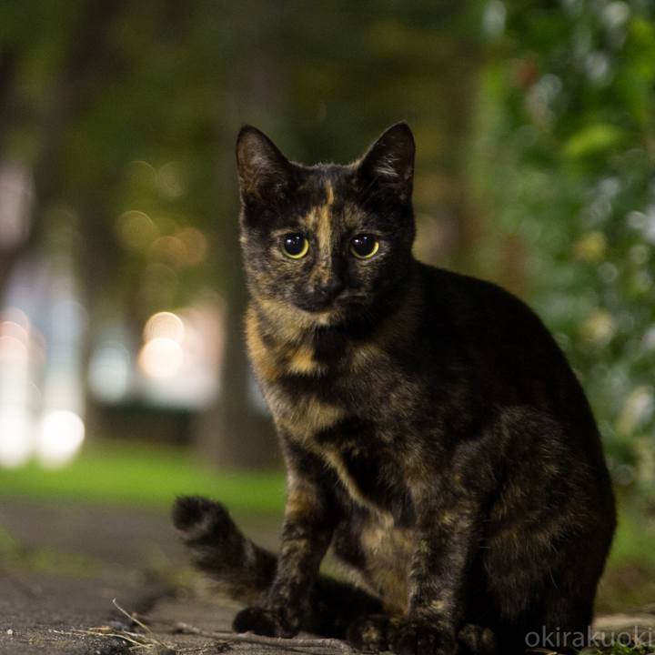 7e1046e7 eb8a 403a b681 f3191ea2783f 1539125387559