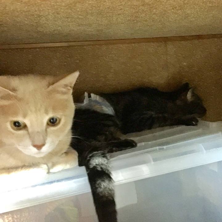 7e105c4b bb49 4242 889c 18b3a5cabdb5 1534902698015