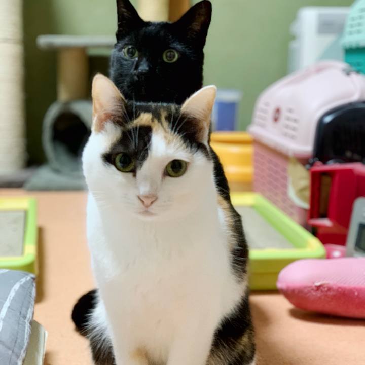 7e11568e 8f2c 4626 b93e ccbcc5aa1d5f 1544355368899