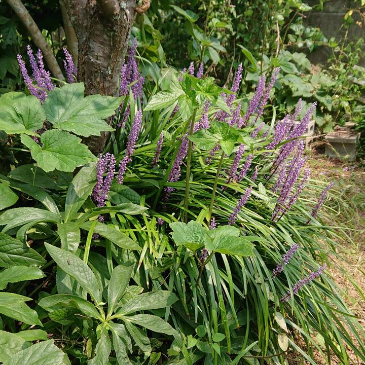 7e163564 4923 4224 a24a c7b7d256a893 1597979724238