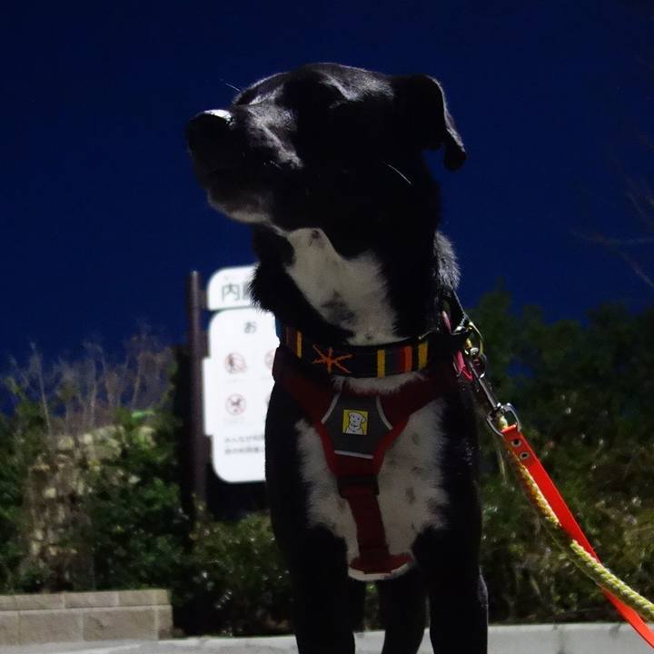 7e17b4fb 8aa1 4197 b3e7 d2a066c7755d 1584371891432