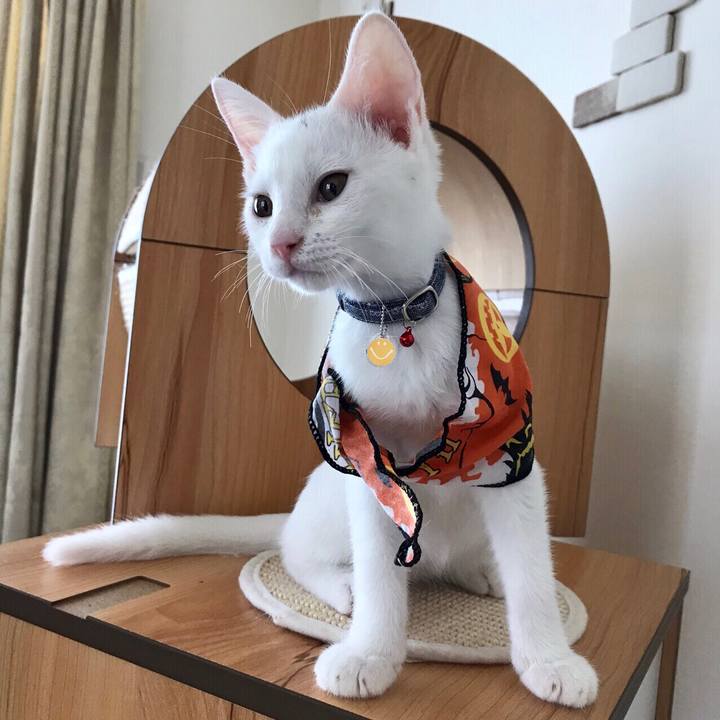 7e188588 ad69 4a8b 9676 95406622fc14 1567766788418