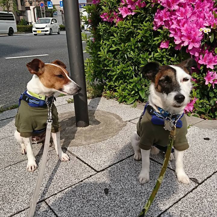 7e18efb4 27de 4733 85b8 69900cb94c0d 1556924222859