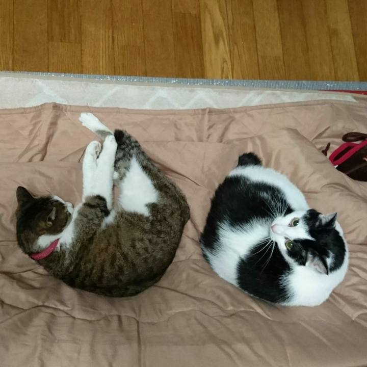 7e1f5eea 0052 4731 8e28 45840e601c96 1528125404506