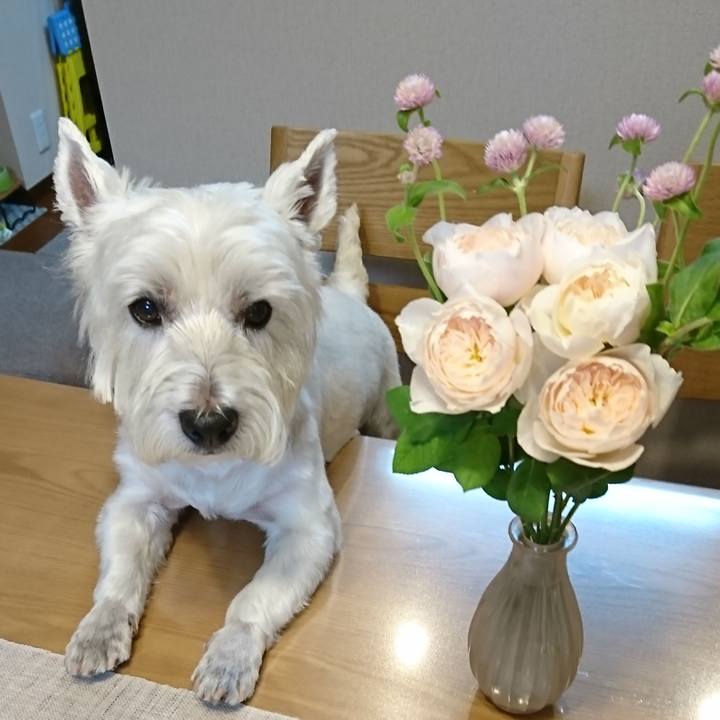 7e2239e1 fd3e 4fe7 8a3f f81a752ac7d3 1533905874806