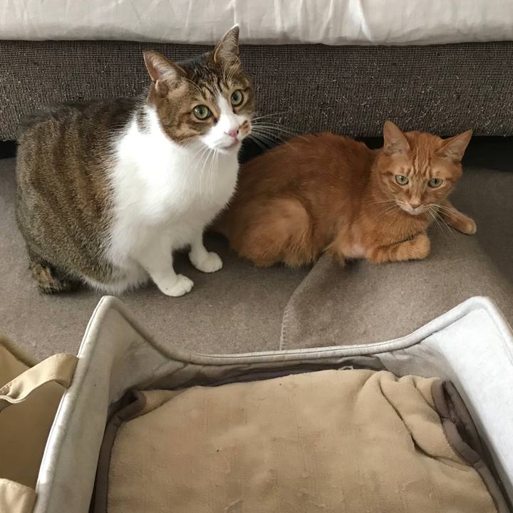 7e2784c6 ce59 4a8d ab70 f6c9565861f0 1550125285341