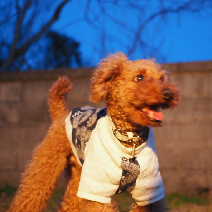 7e27fe68 88db 40f1 bea0 2d2989864d19 1521807957800