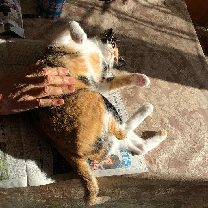 7e294fdc 0bbc 4e78 89d3 f04e7ea503ef 1545012694518