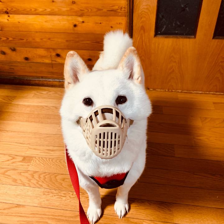 7e29f3c9 1c04 411f 9886 789a2b3a0eae 1609202433713