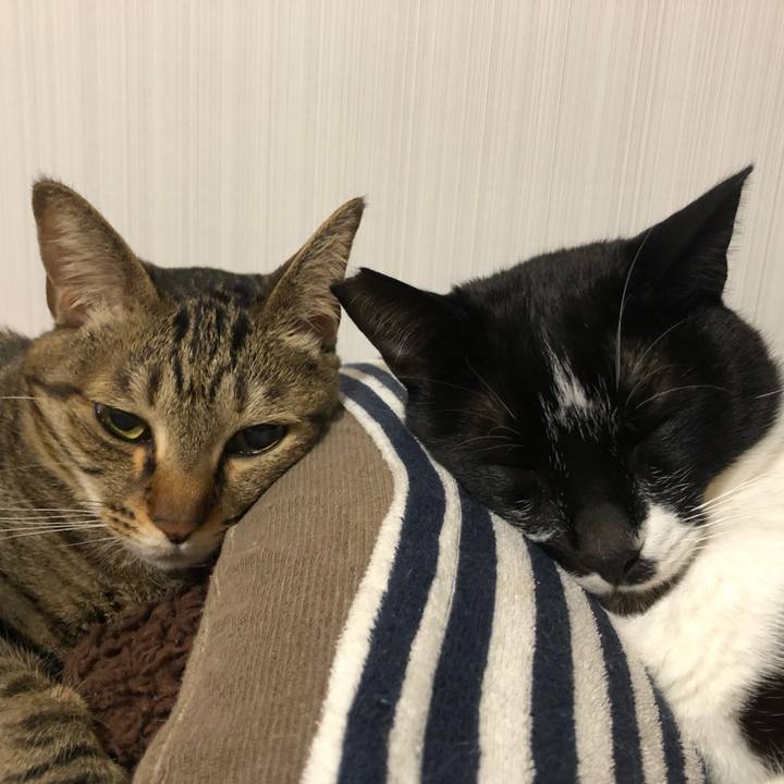 7e2a9efa b8ed 4fc6 b750 65ebc3a2b350 1619246581432