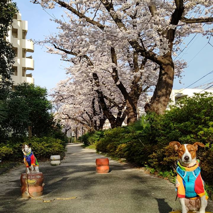 7e2d4dcf 35f9 49f6 9571 9cf513a74985 1648419695698