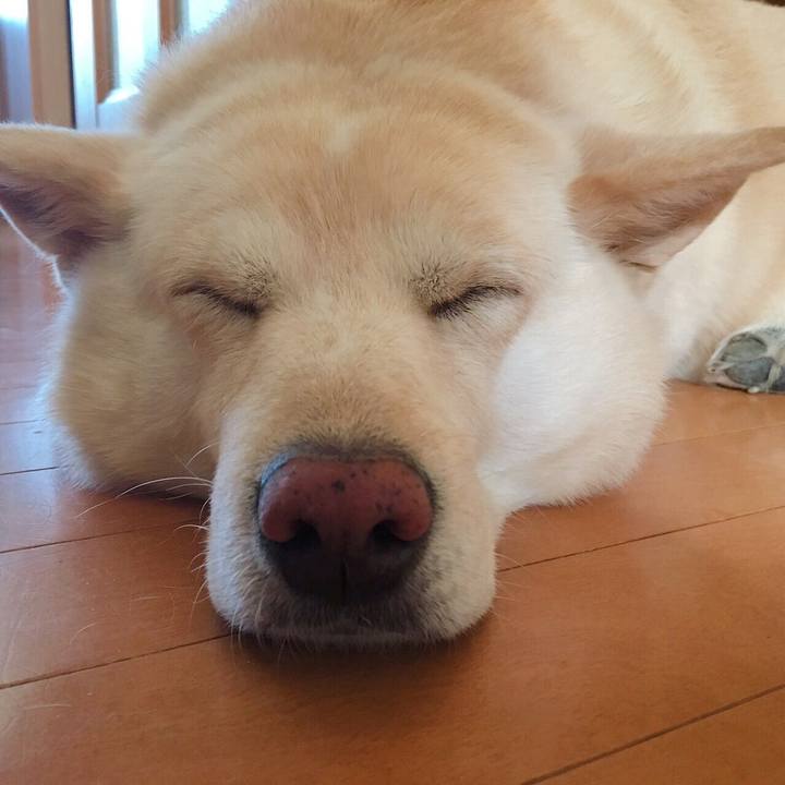 7e2dbc88 a298 45fe b062 a47c8ee4c19d 1541682719387