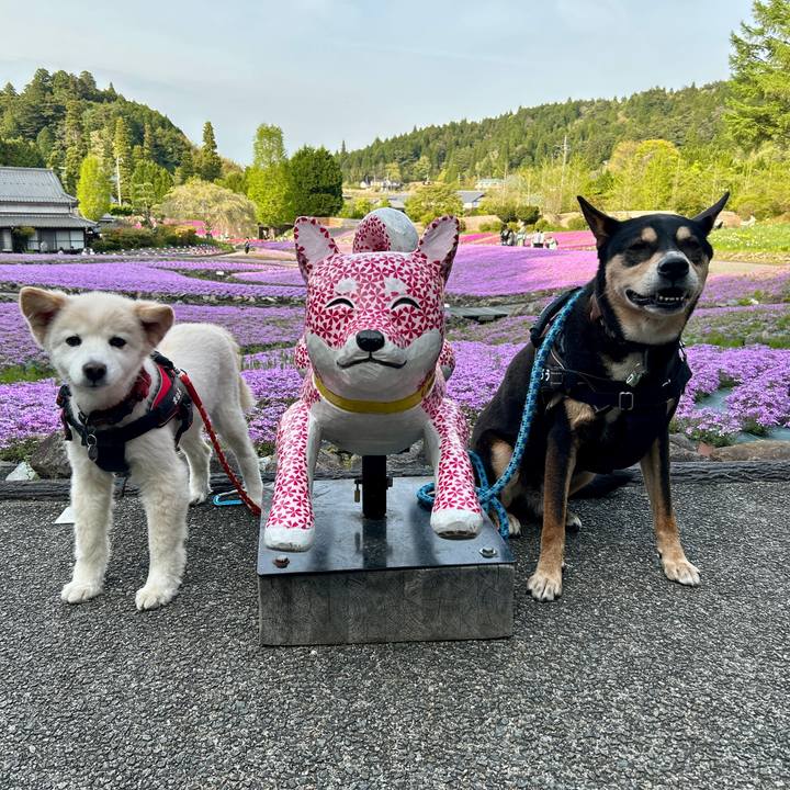 7e2eb669 dc77 4fe9 aaa2 434d30f6f10e 1746530159644