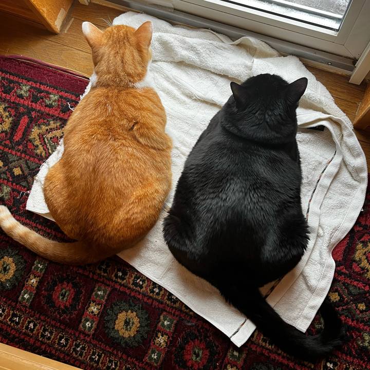 7e32460d 1df7 4053 83d1 d0f5f650f751 1711056515140