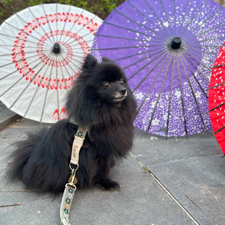 7e32e5be 16c3 4bcb b38d 4f1edae8b1c0 1774744839671