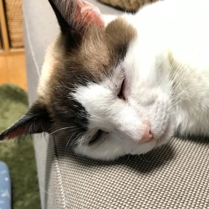 7e345e87 4052 4aa2 9227 78f983f8efe4 1588742540378