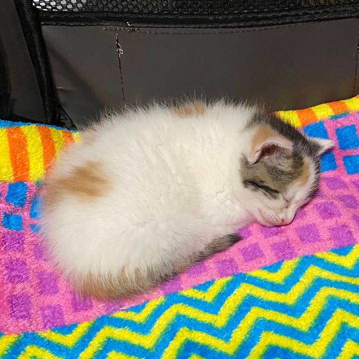 7e3538ed d086 417c a4be 1168760e6ca9 1589242554884