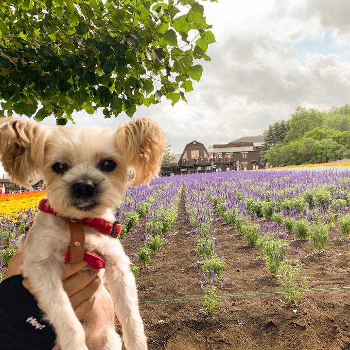 7e35890a b13d 4336 ae4e baee4132fc33 1564297061516