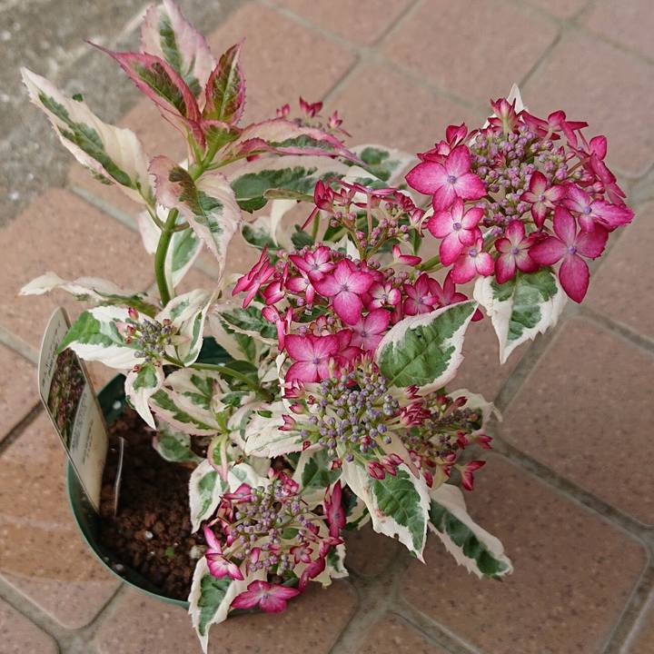 7e374154 bbe0 43c4 8f5e eb0466acd84d 1620957650019