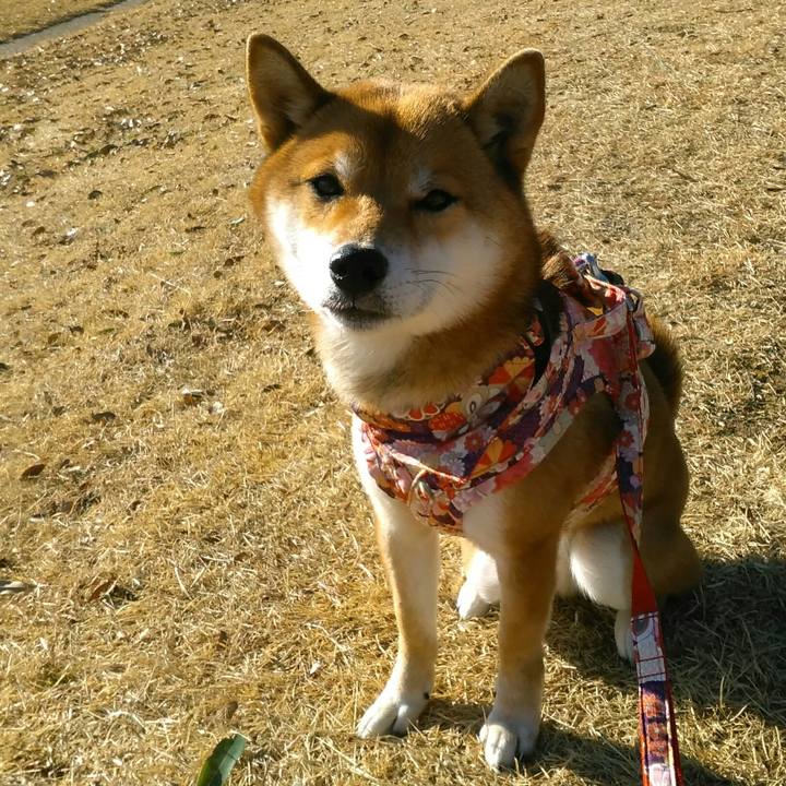 7e3783c6 dbc5 4b9b 81b3 1642451fac8a 1515024466410