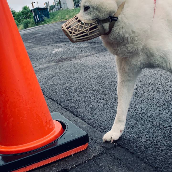 7e384eec e9f4 4e22 978a 40a4f7b644da 1591480929229