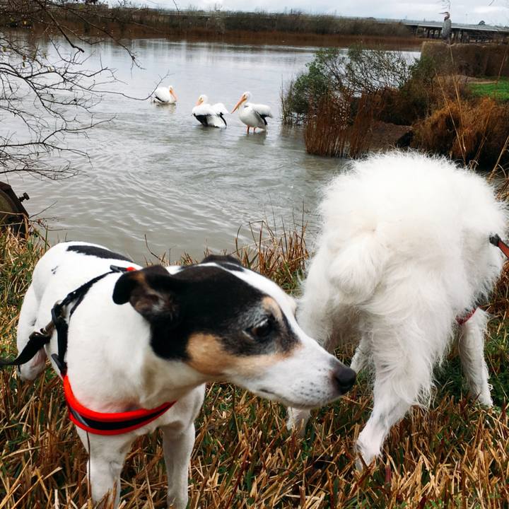 7e38f8a8 121a 4477 99f2 f298ed751c35 1519079459512