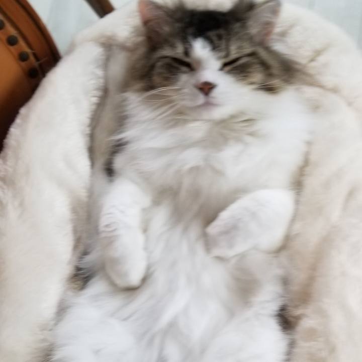 7e3a1b59 c90a 4f32 8719 be7c1a980582 1587385544632