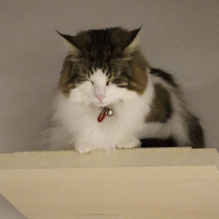 7e3a475b d3bf 44fe bf01 d360c5384a62 1737287673251