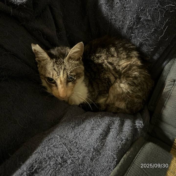 7e3a7a6c 8f12 4d85 9dc8 4b4765d11ed9 1759184266455