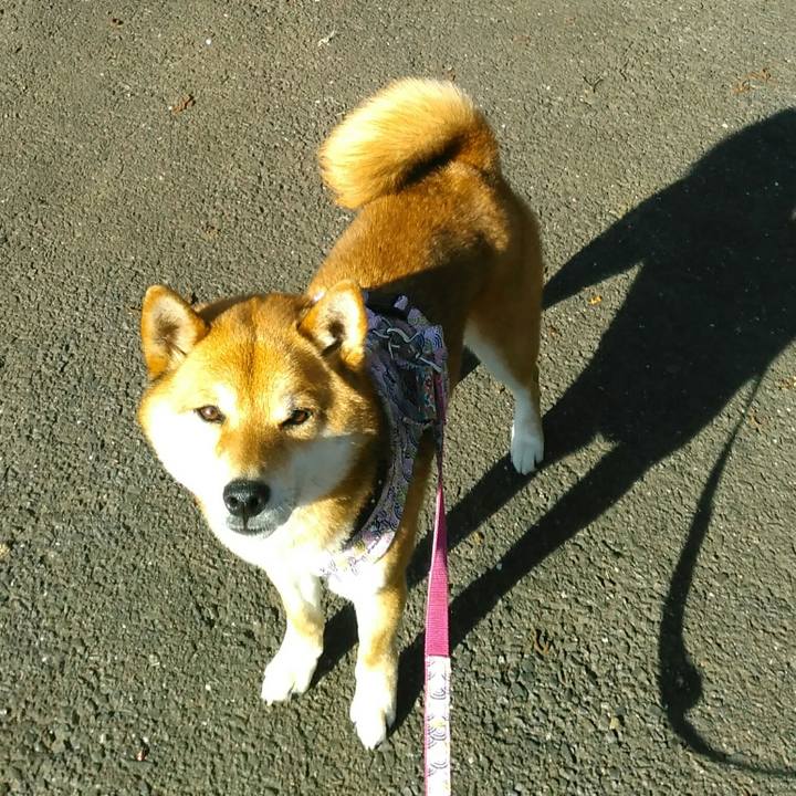 7e3fb5d3 2e81 4b9e 87af feb429fc8c72 1520916103232