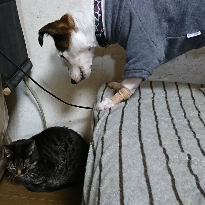 7e404bdd 446f 40c3 87e7 9e64b20e10f3 1545402317828