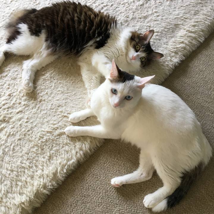 7e420604 eb17 4b61 b7b2 5c70798f15c3 1529383838916