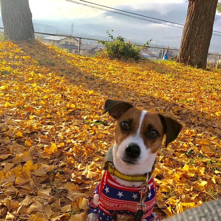 7e433f73 b28a 495e a059 29f12e89e049 1543215595933