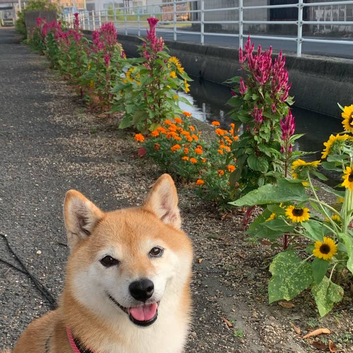 7e46fb99 d2c4 4e7c a0c2 4867bcb36ae9 1598050094711