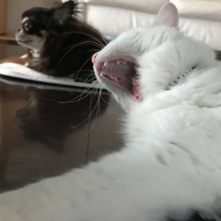 7e47b3ce 1c9d 47fe 9f96 eec027adaf55 1536377838033