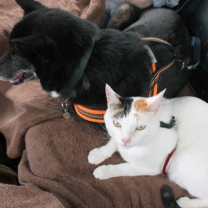 7e59114a e93e 4de1 82ce 350330cf8505 1604536818557