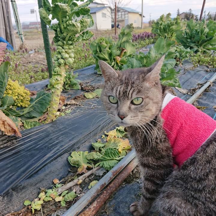 7e5e259b 524e 4a3f b3fb cc627d250170 1586672560180