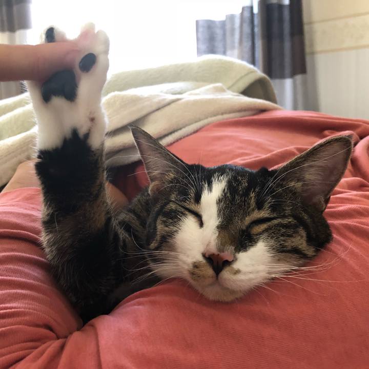 7e6477b6 e3c4 4f33 9b53 ac91eb2153df 1541289158782