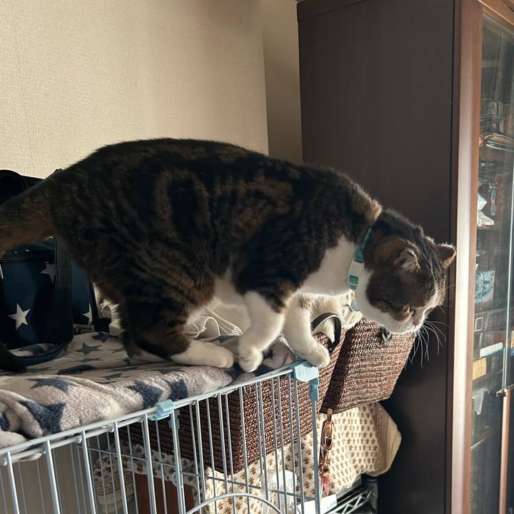 7e6600cb 0627 4579 907a 2ad7a3e6fccf 1766186974298