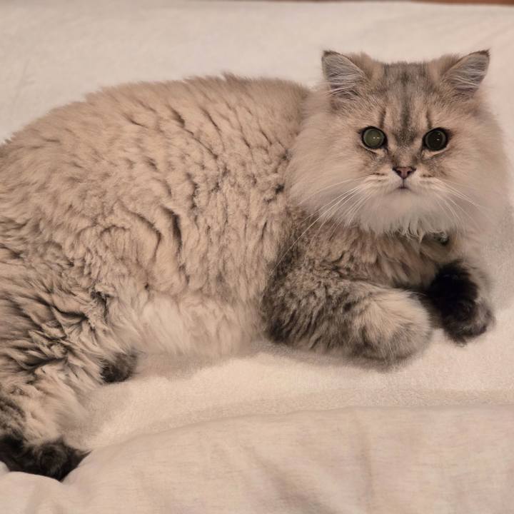 7e6972f4 eac0 411f a688 abd3c4da8916 1760604253196