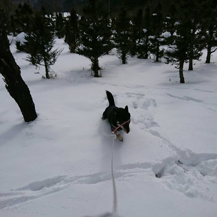 7e6a532c acec 4f4f 98f3 62876cca768b 1517024268593