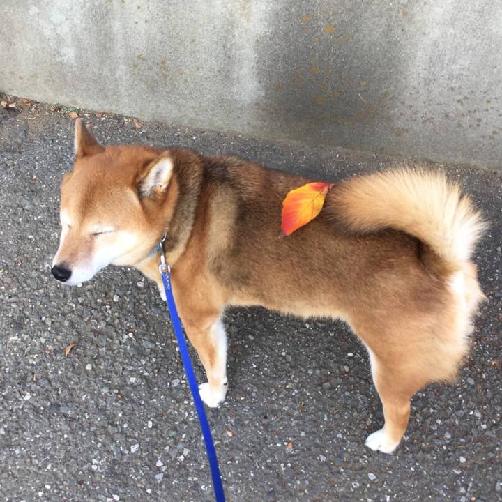 7e6a9dbc 573c 4eeb beb7 b87fb47c558c 1543887095968