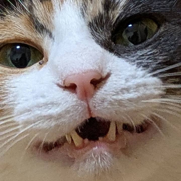 7e6c8d4c c552 404f af47 55d985d76610 1762514178337