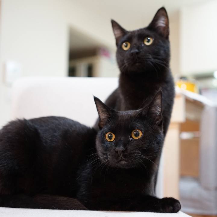 7e6cdf15 1c62 40cc a9cf 6b86874c4450 1512915558776