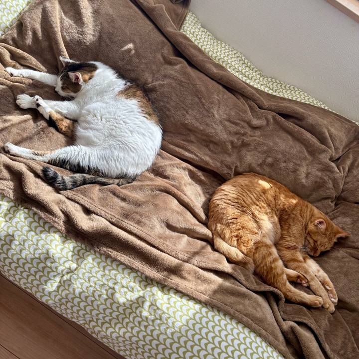 7e731892 094d 4fa0 b4fe 46515d061439 1763345794123